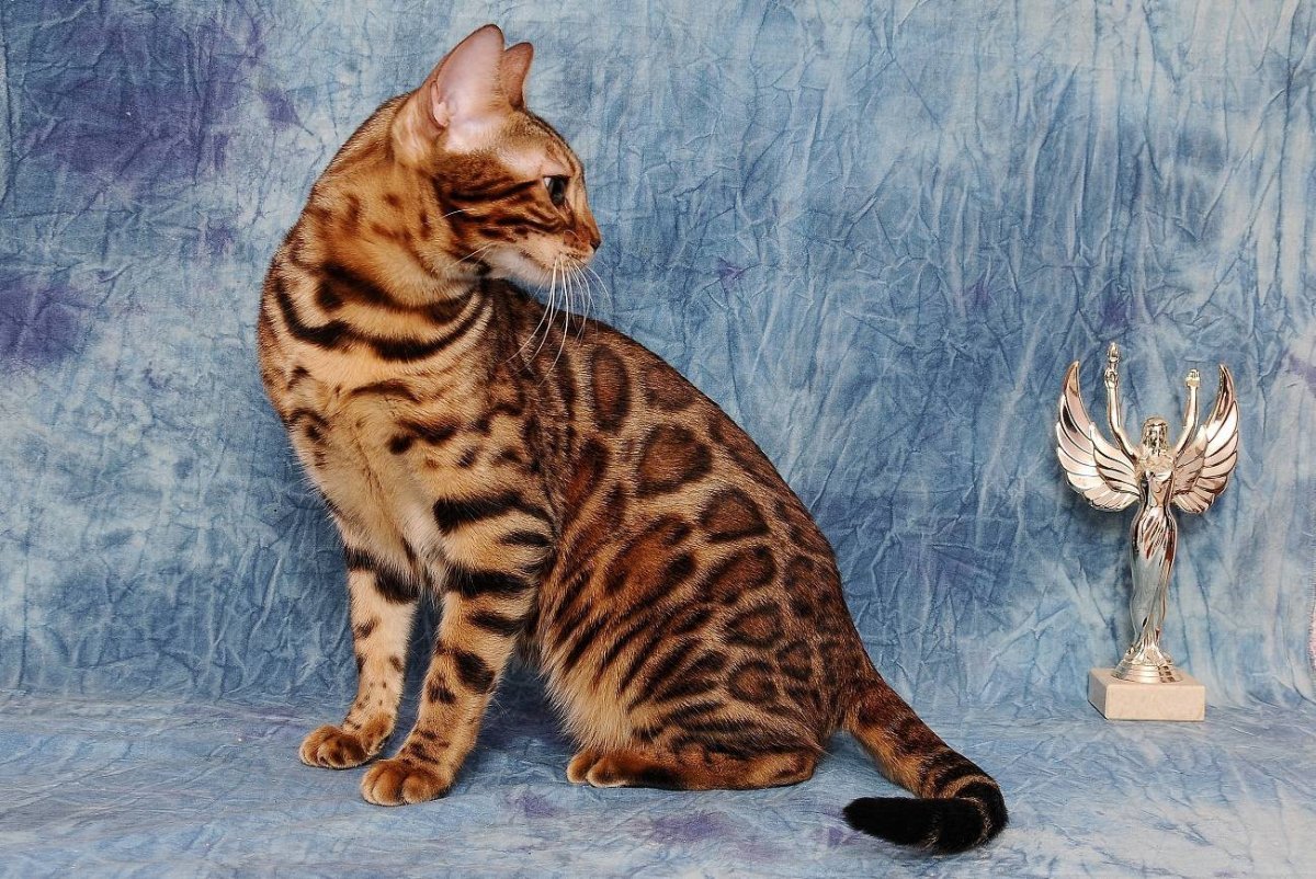 Кошка породы бенгал