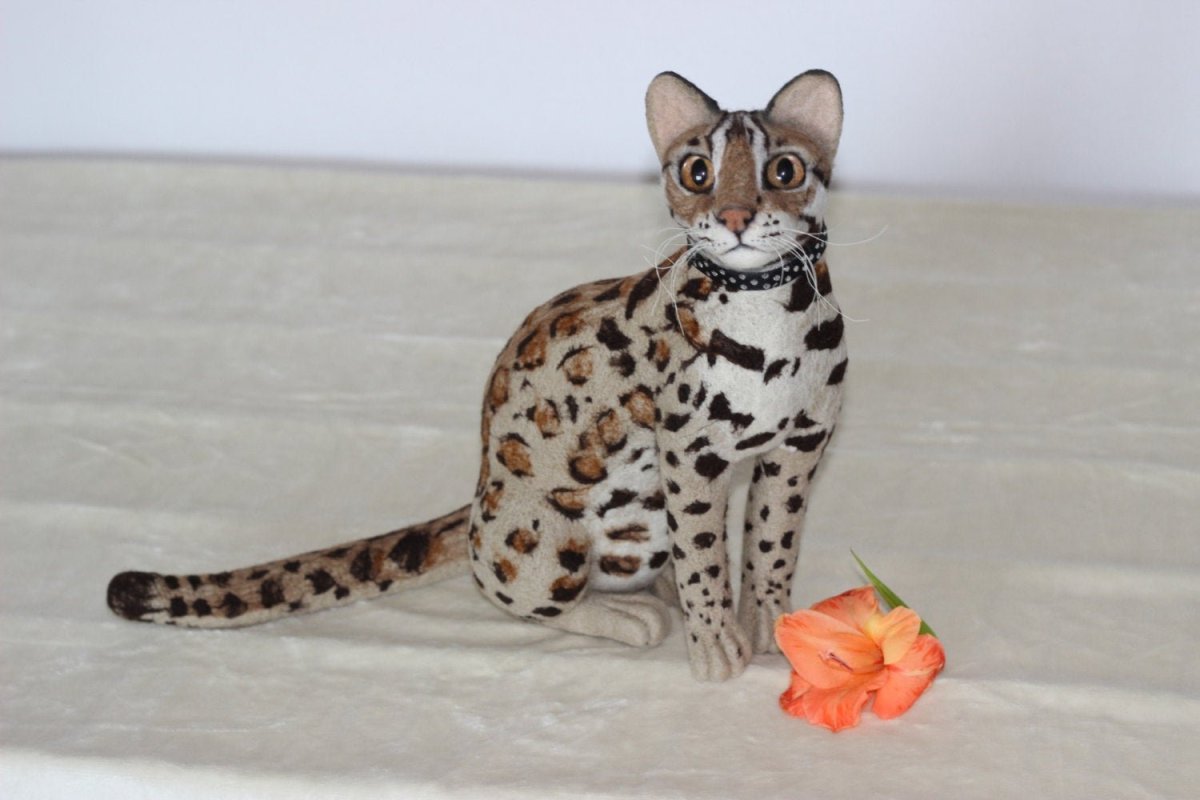 Бенгальская кошка