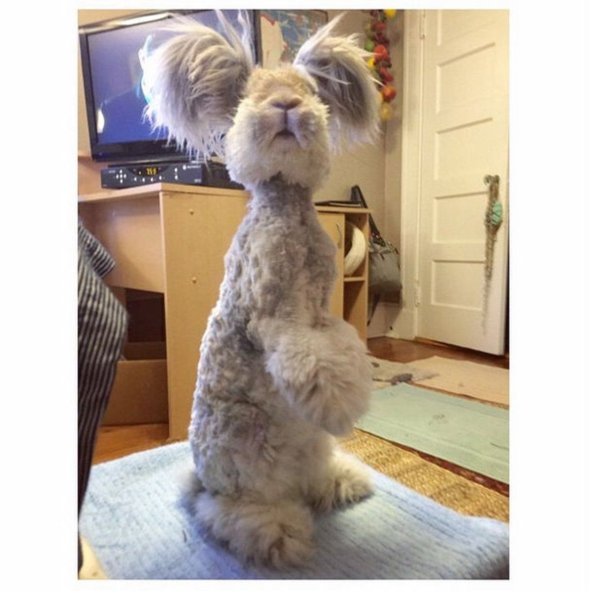 Ангорские кролики Уолли