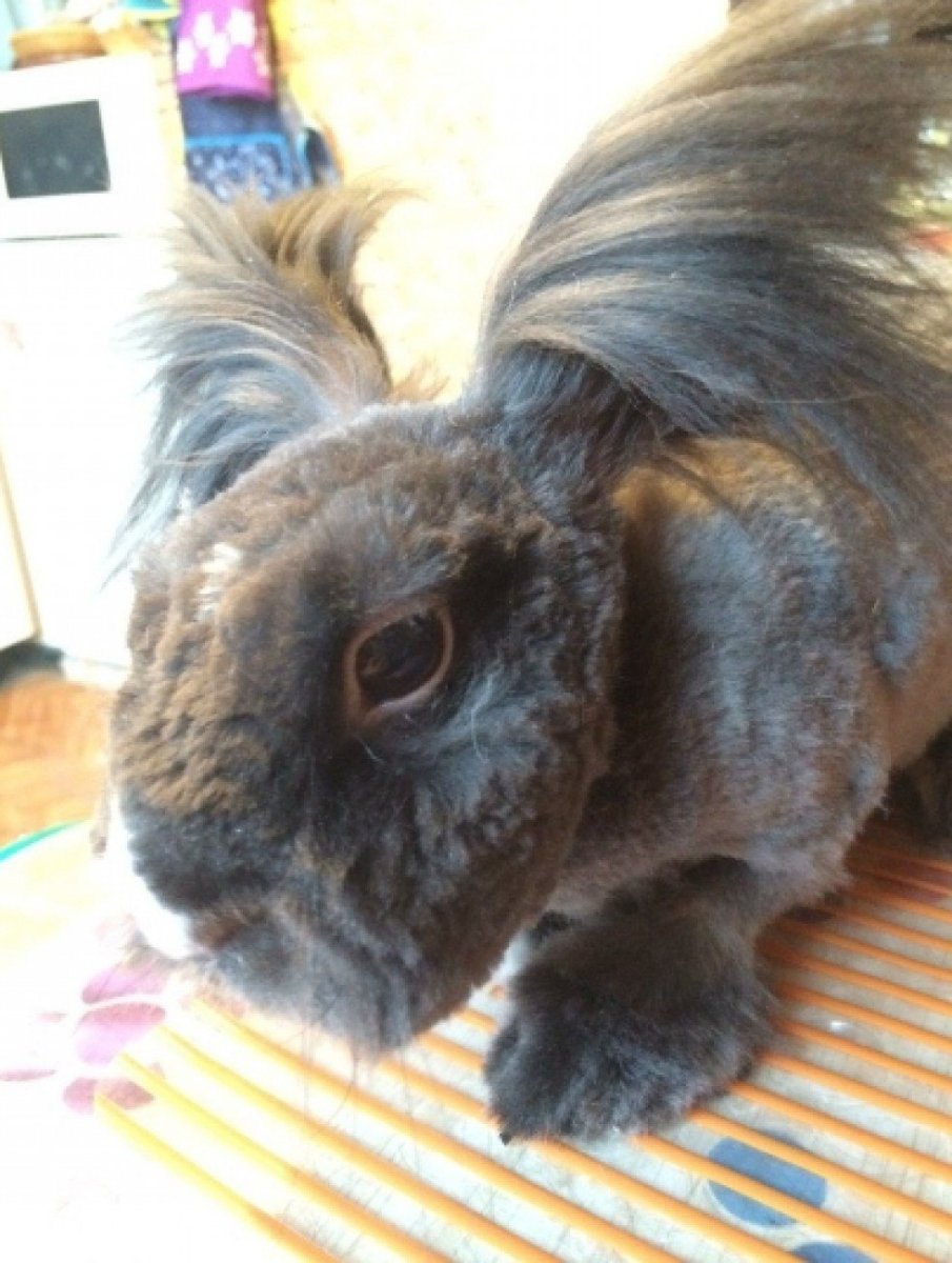 Кролик с прической