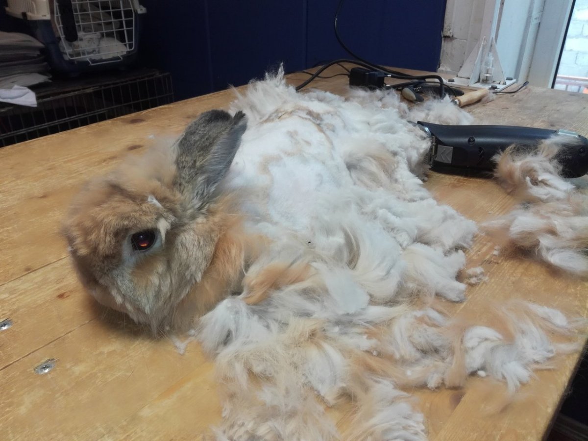 Стрижка декоративных кроликов