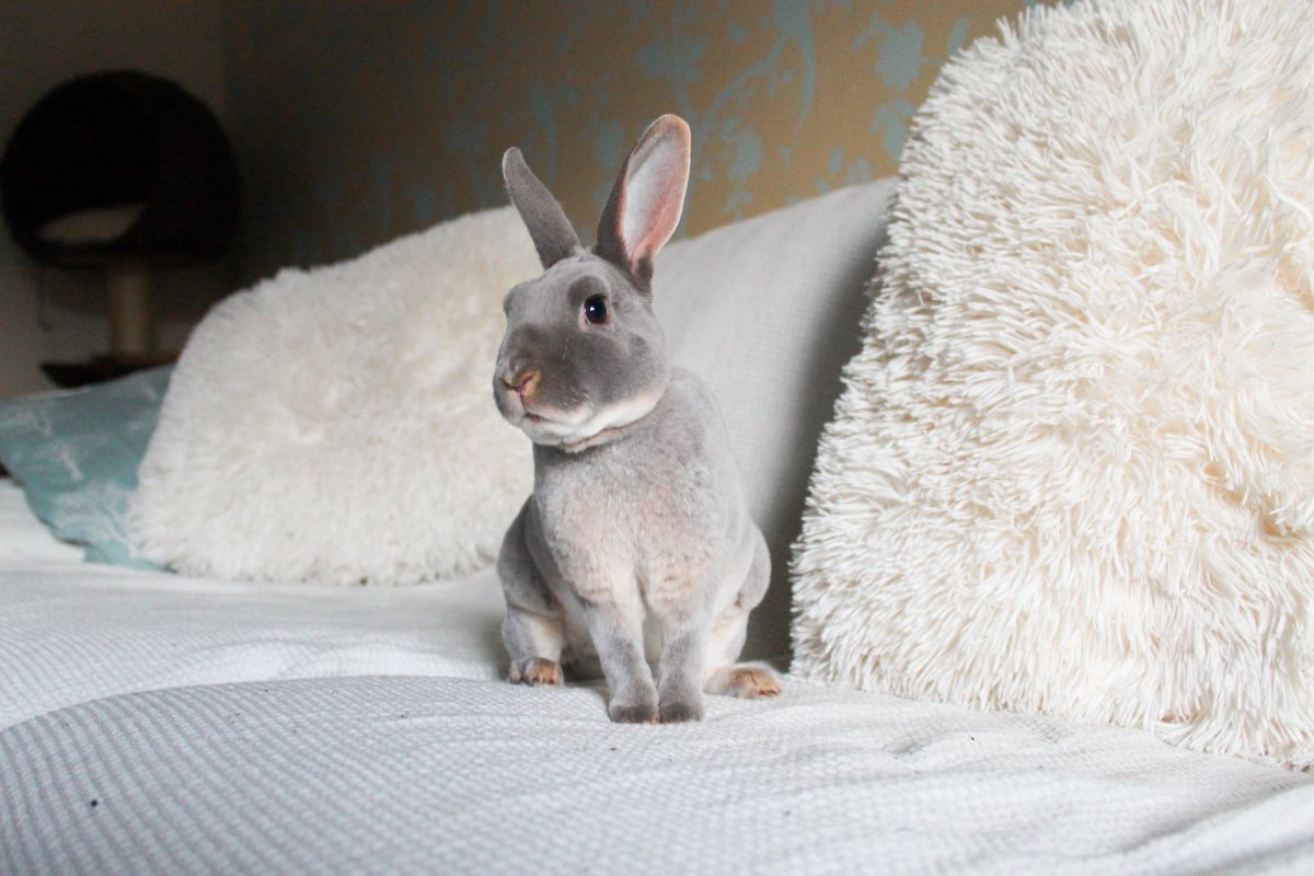 Кролик лиловый оттер