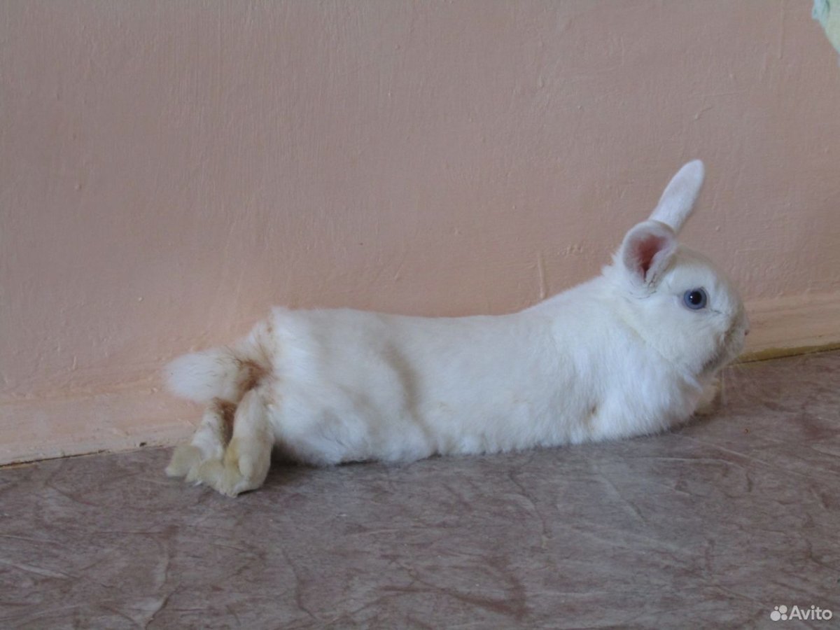 Как приучить кролика к рукам в 4 месяца