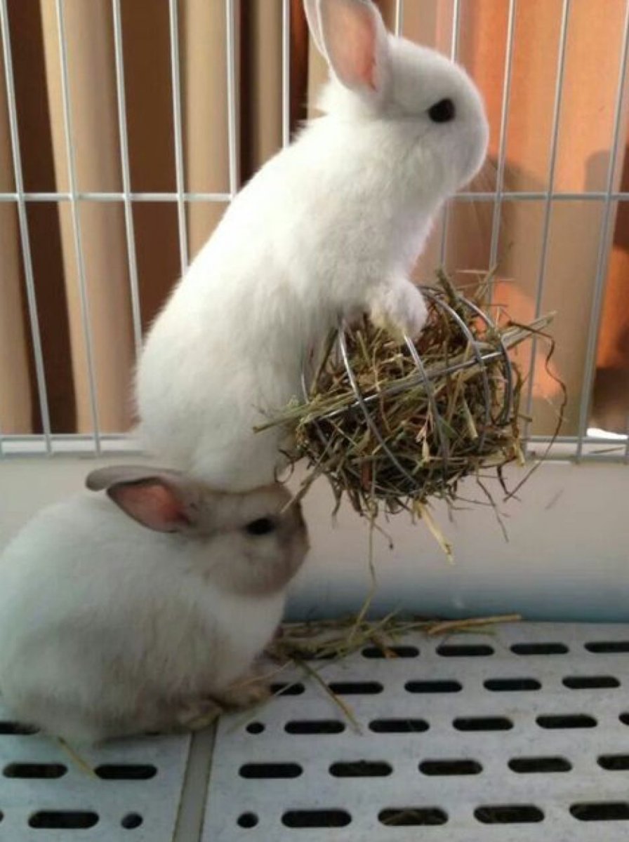 Стриженный кролик
