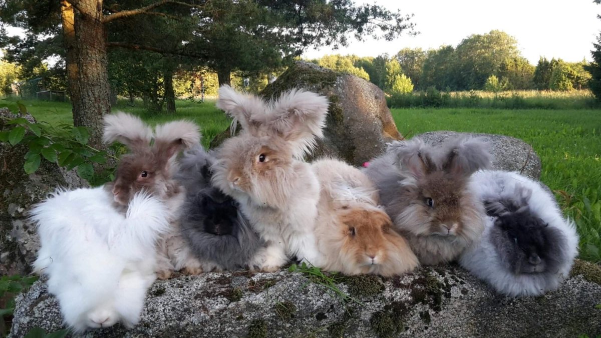 Английский ангорский кролик