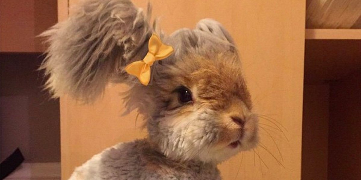 Кролик с пушистыми ушами