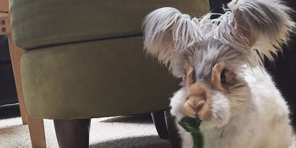 Пушистые уши