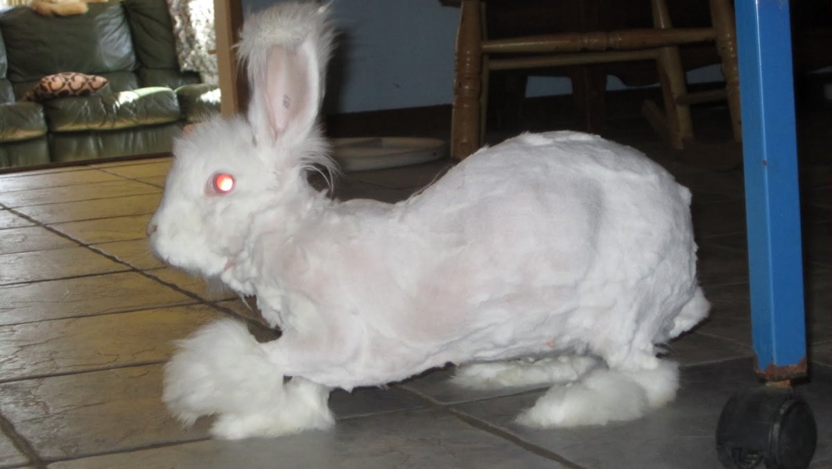 Ангорский кролик стриженный