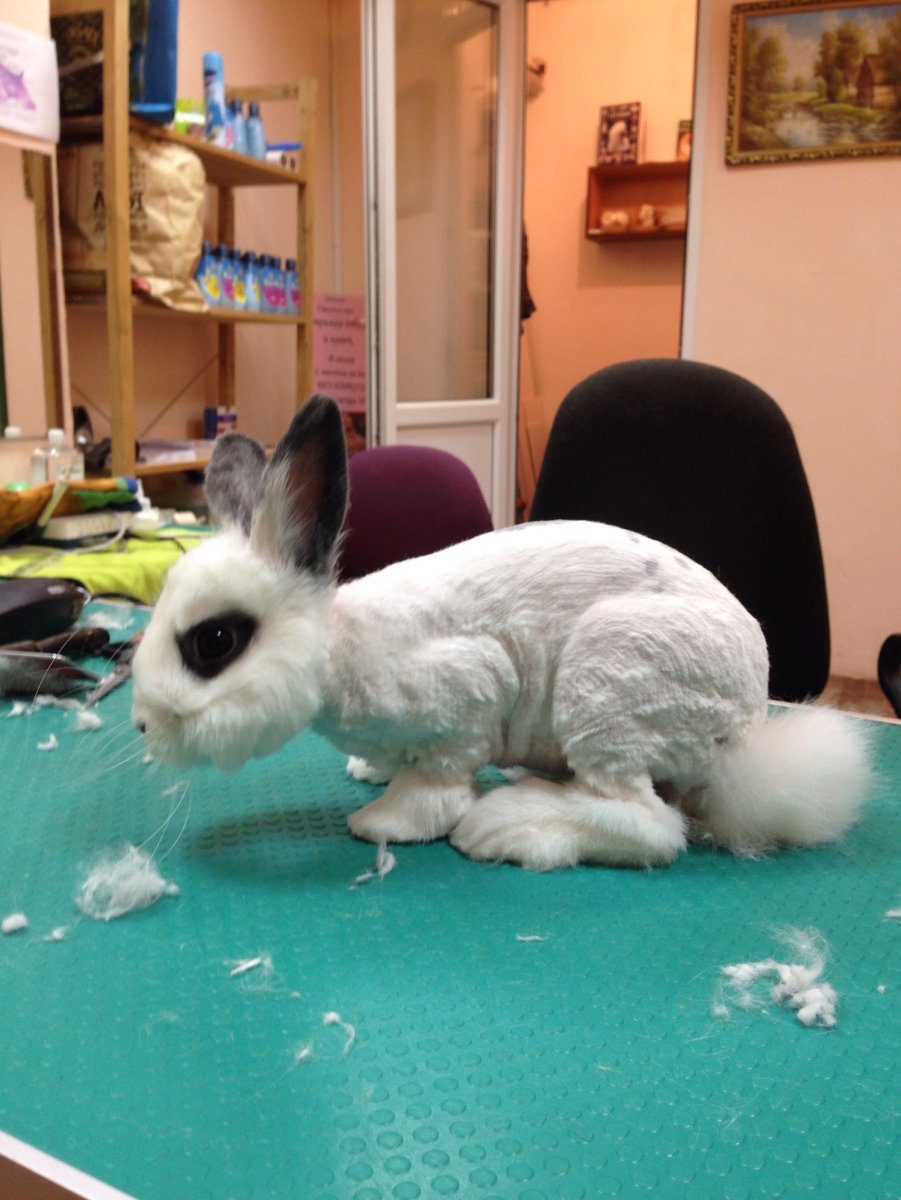 Подстриженный ангорский кролик