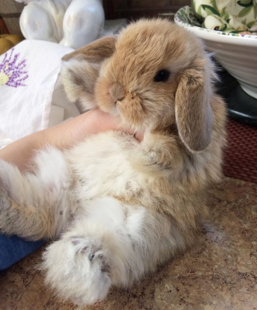 Стрижка кролика