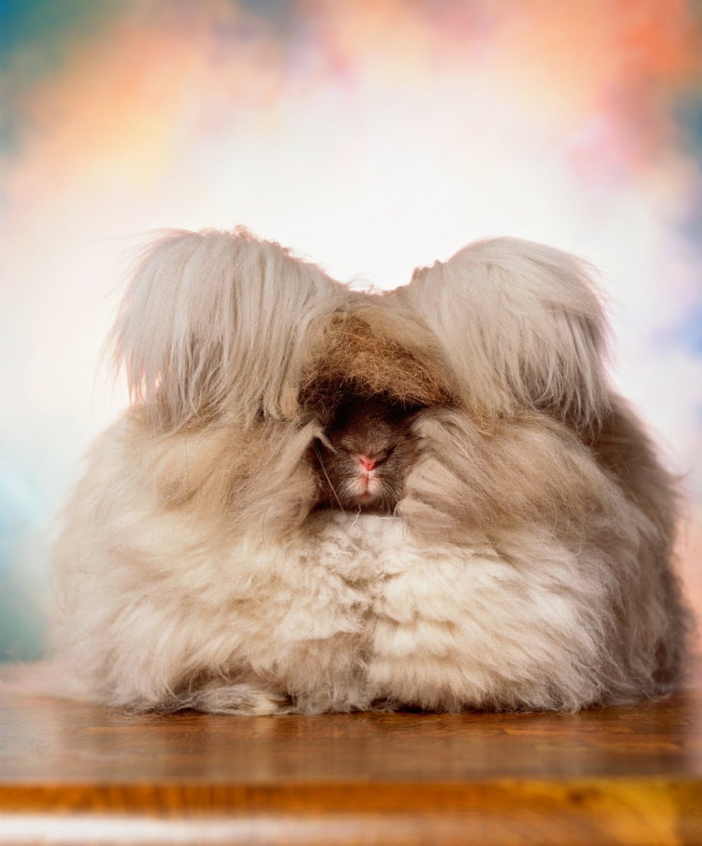 Ангорский кролик стрижка