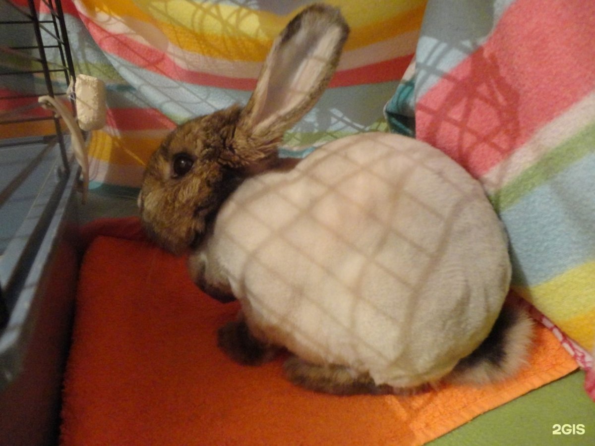 Стрижка кролика