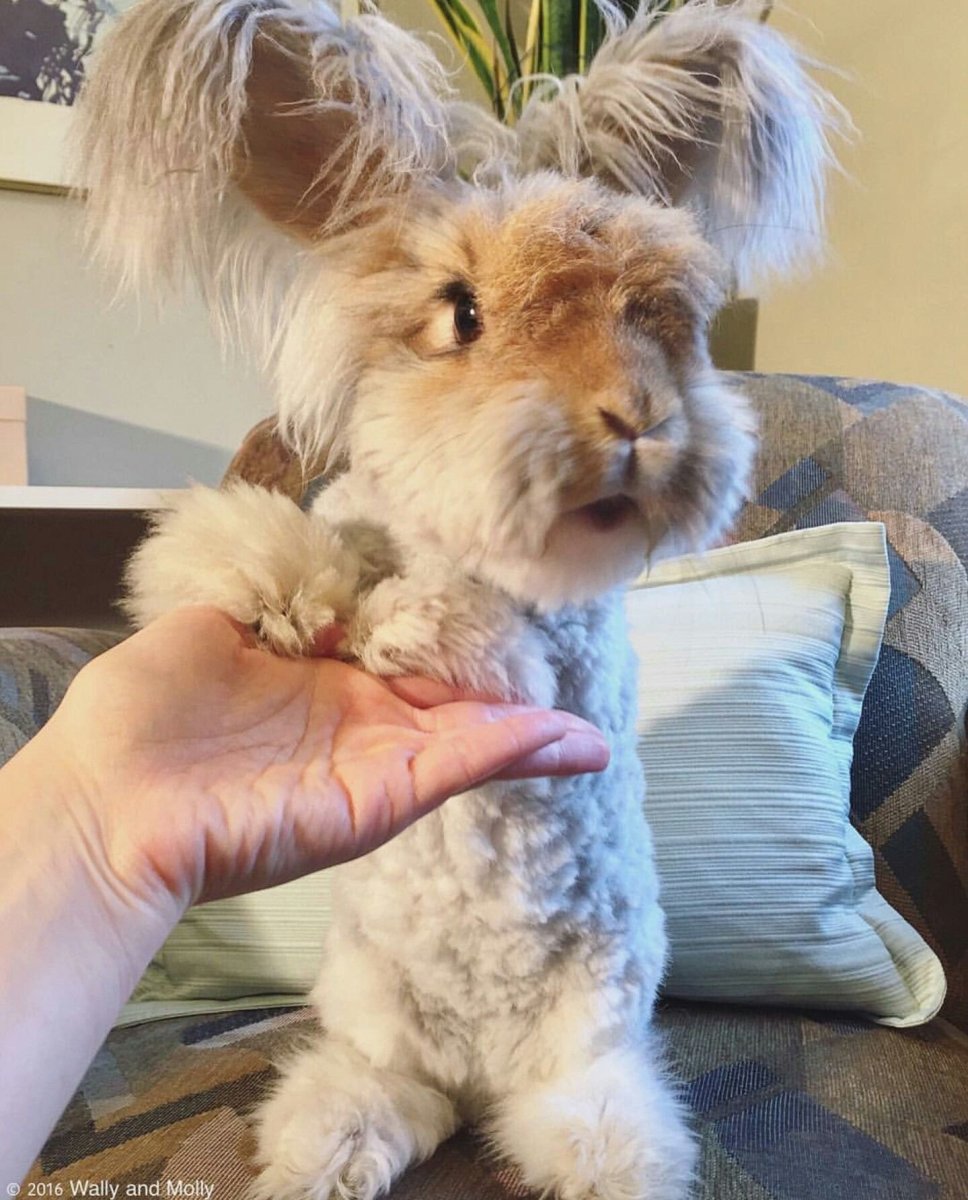 Ангорские кролики Уолли