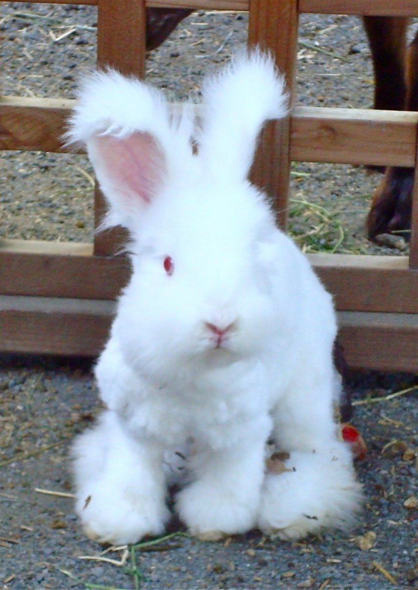Германский ангорский кролик