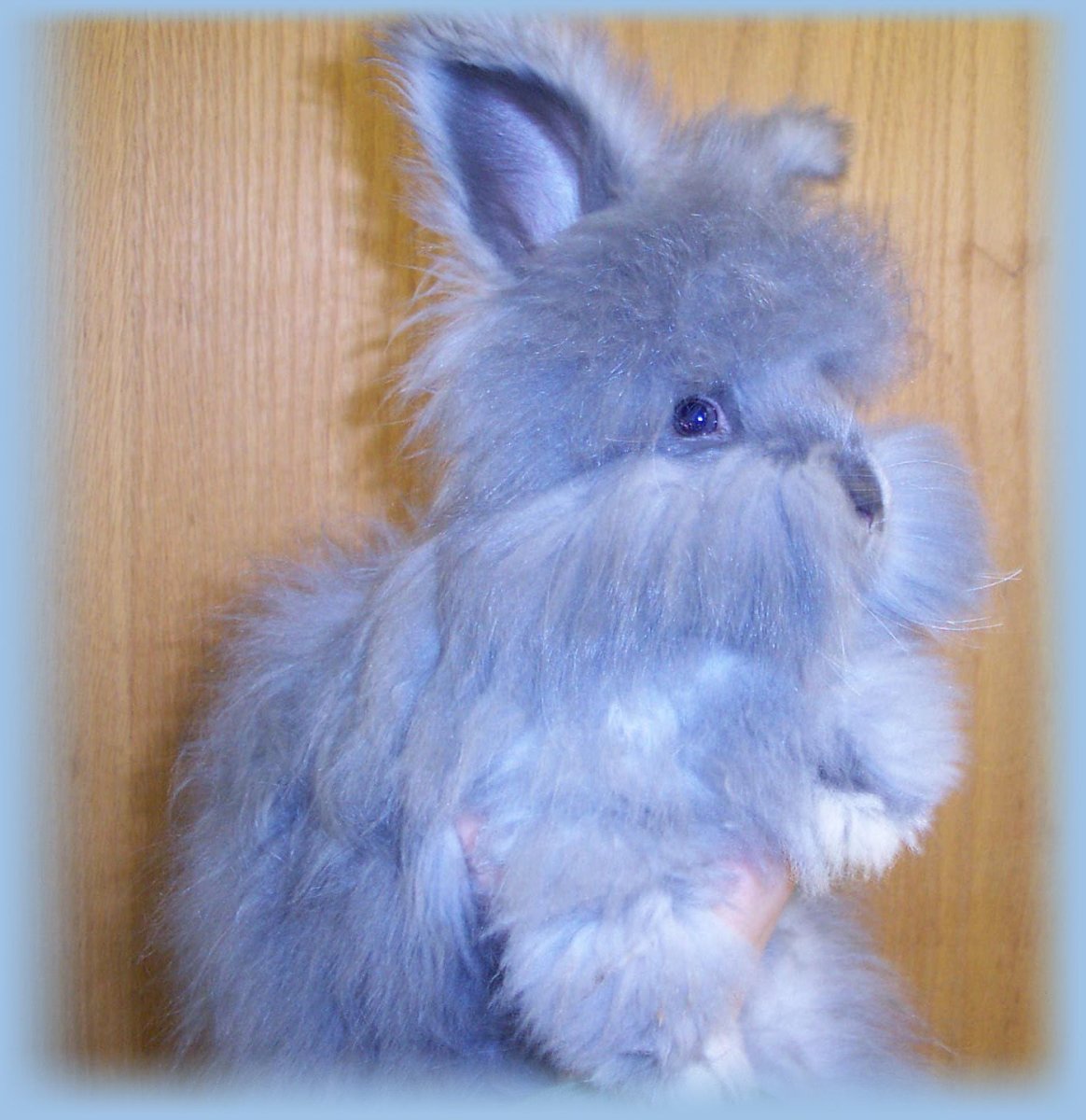 Английский ангорский кролик