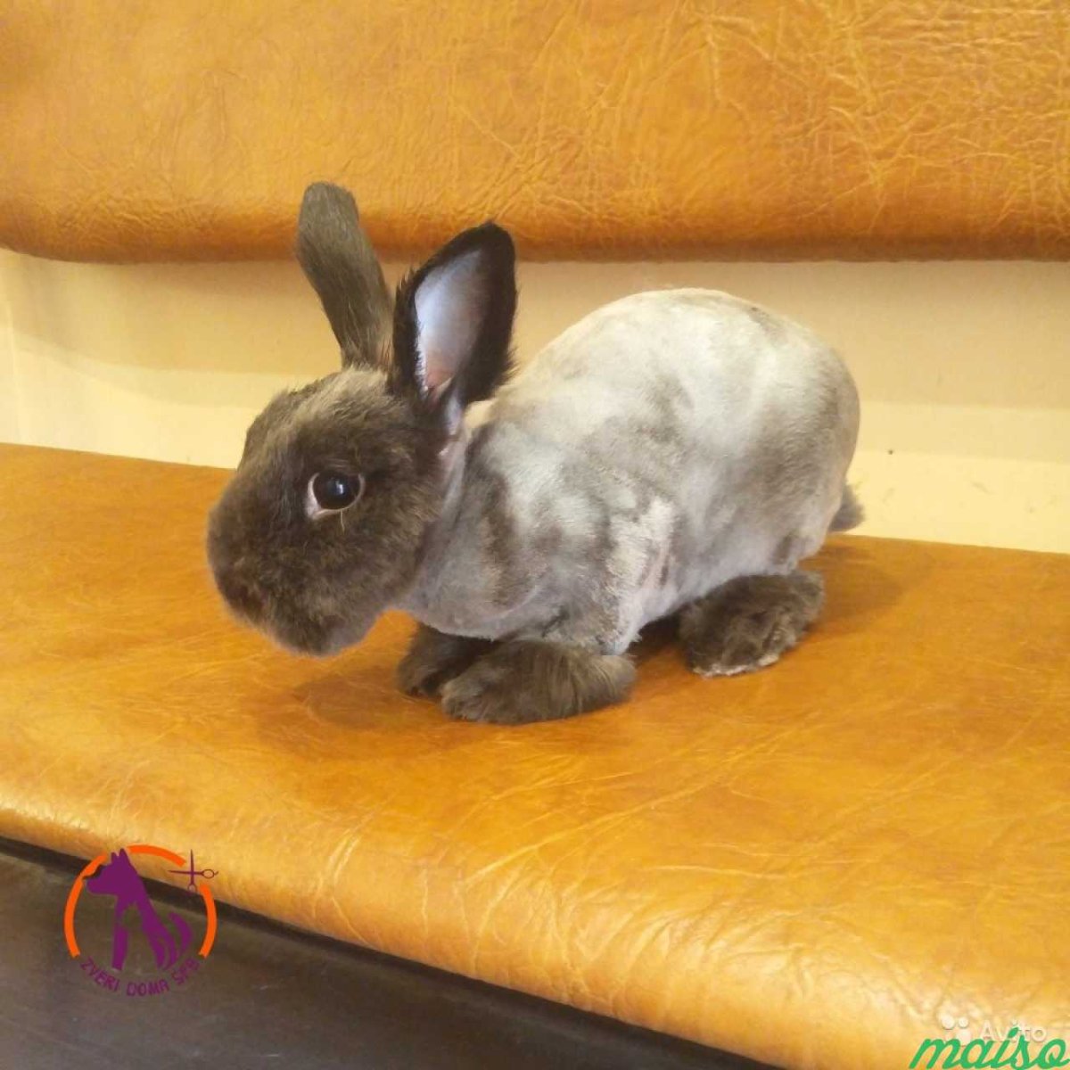 Стрижка кролика