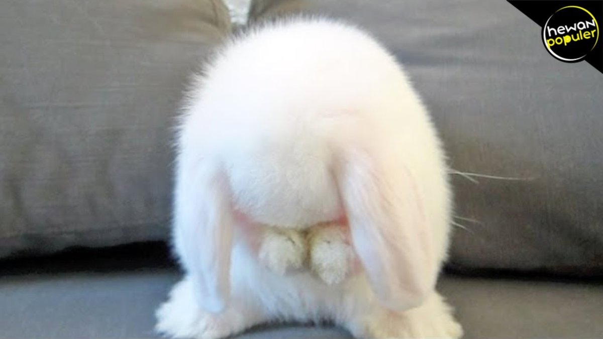 Кролик плачет