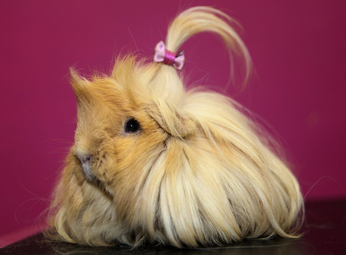 Морская Свинка длинношерстная