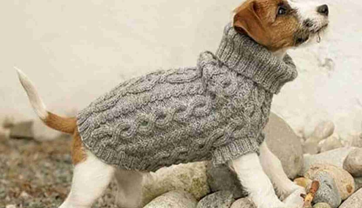 Красивые щенки