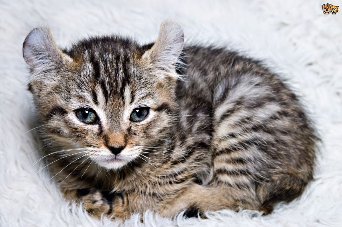 Порода хайлендер