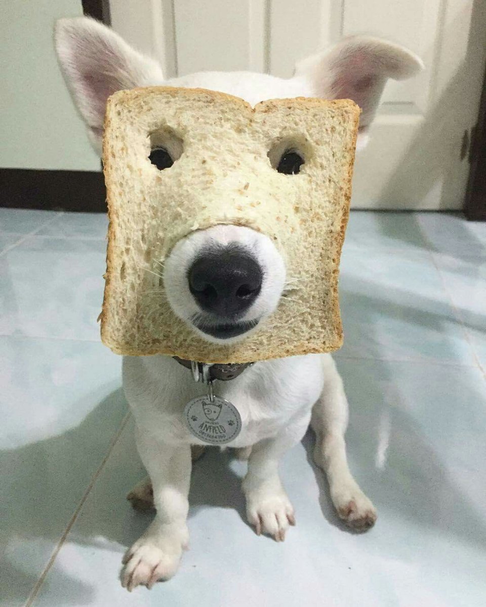 Стаффордширский терьер в комбинезоне