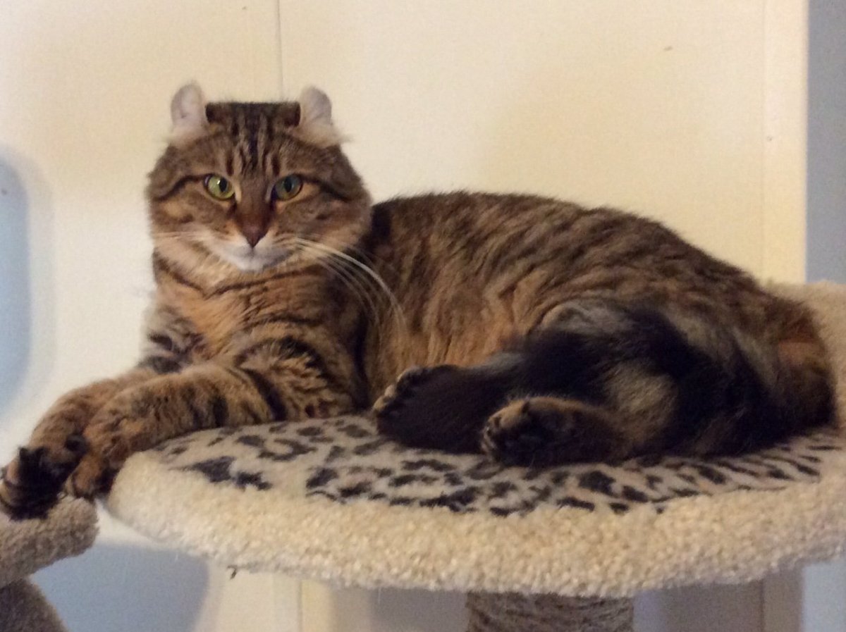 Британская длинношёрстная кошка шиншилла Золотая