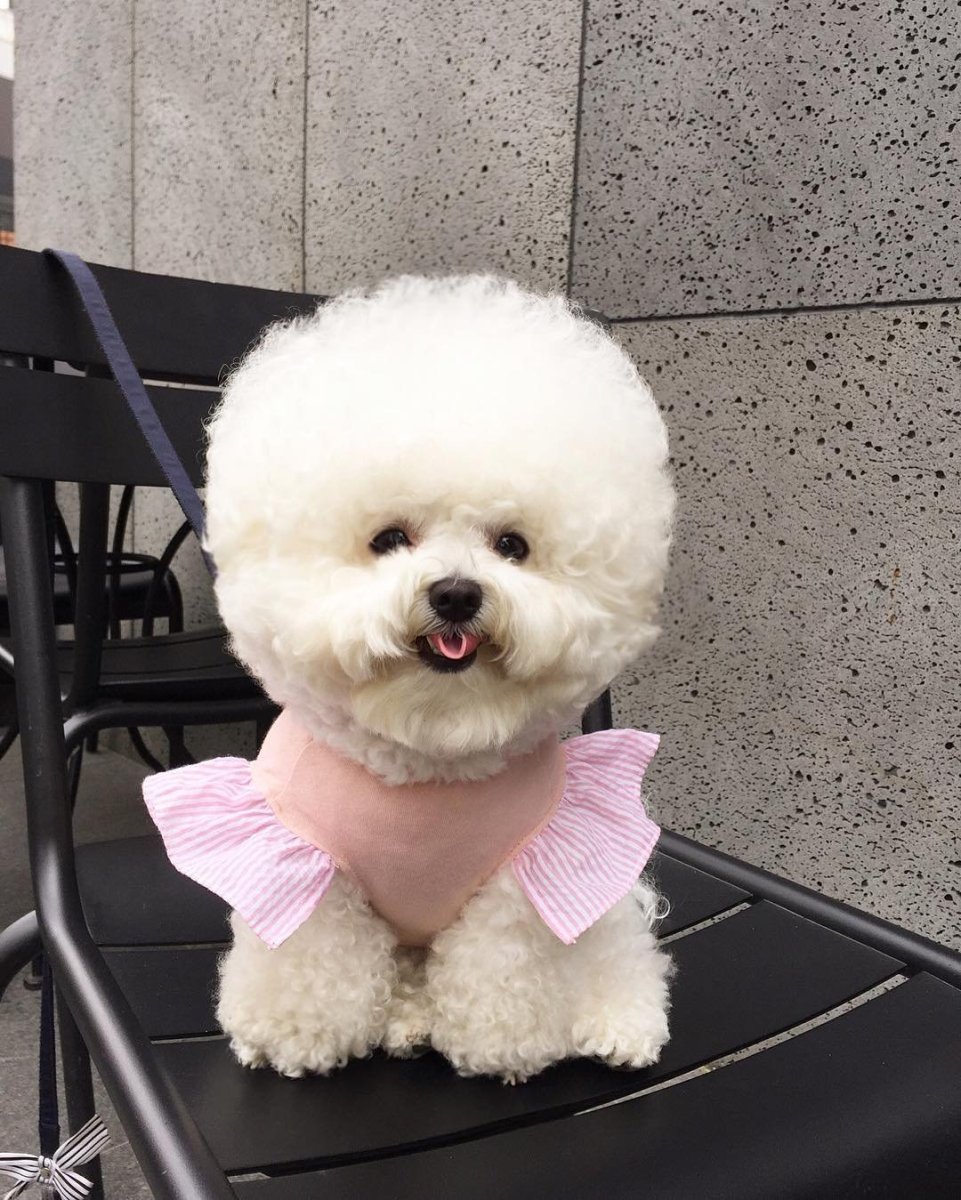 Смешные собаки