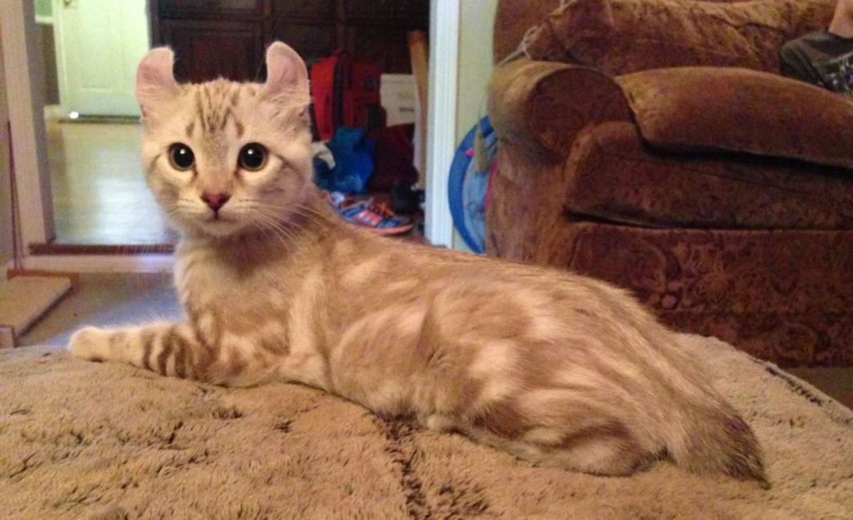 Хайленд Линкс кошка