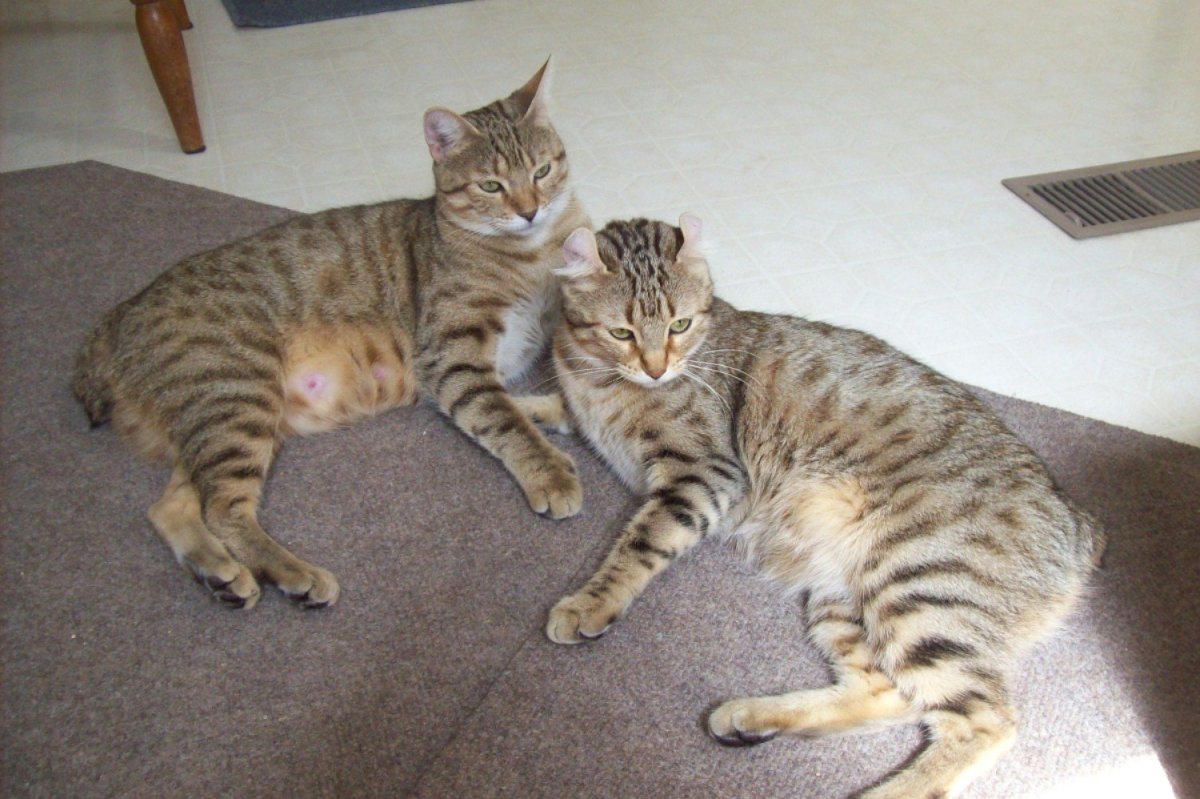 Британская длинношёрстная кошка