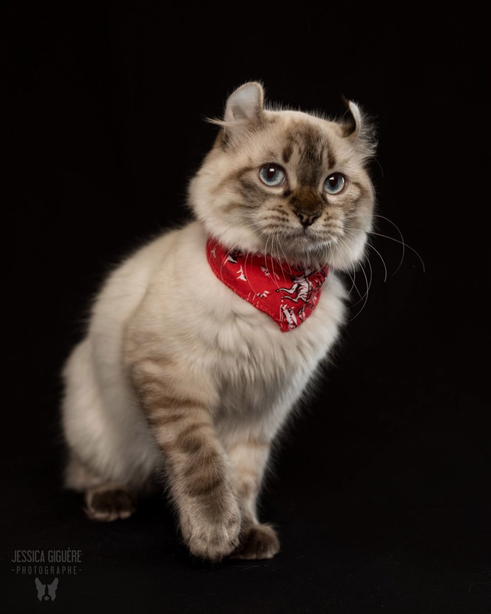 Сервал Ашера Саванна