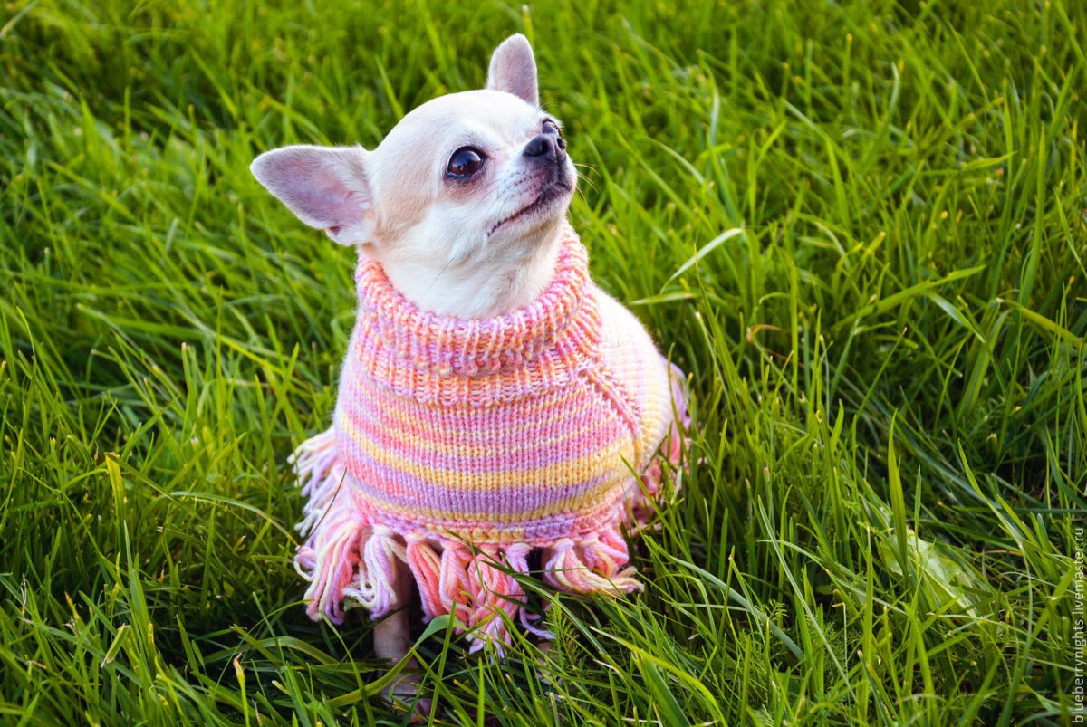 Пончо для маленьких собак