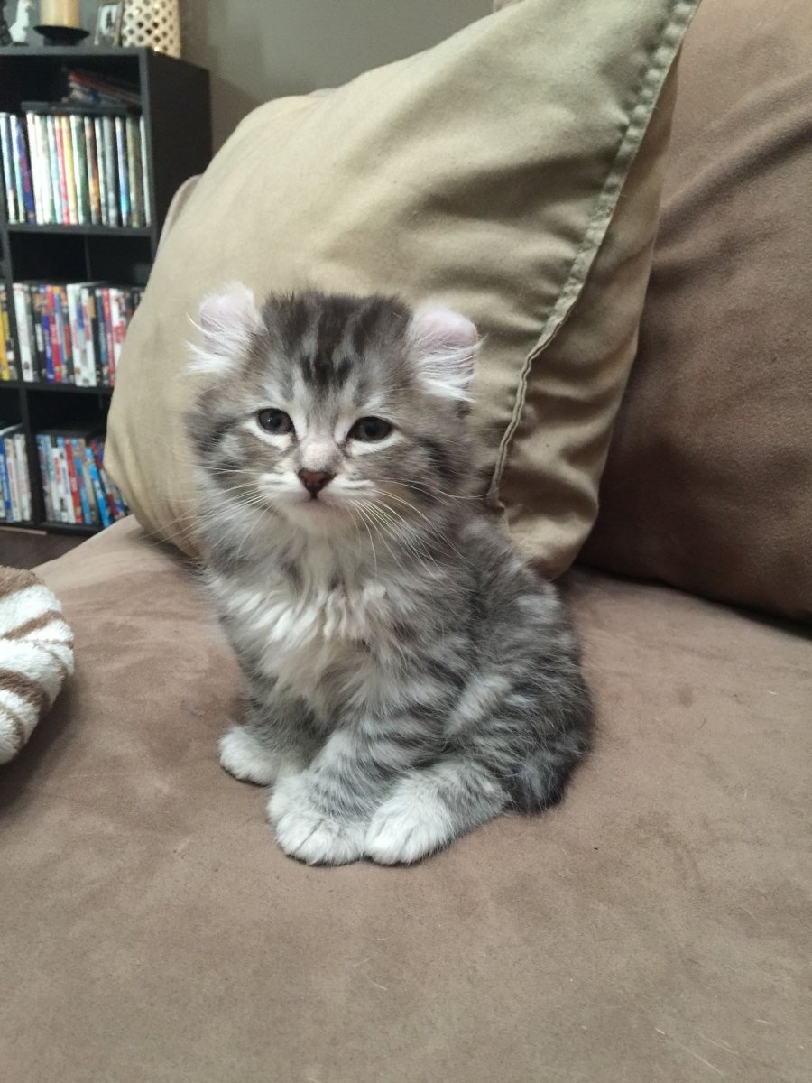 Хайленд Линкс