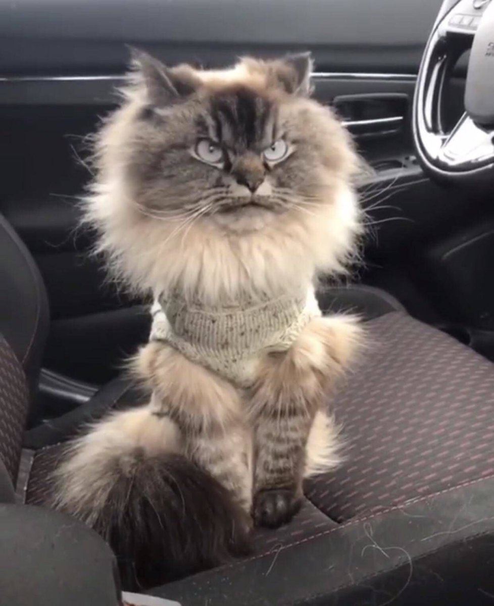 Каракал флоппа