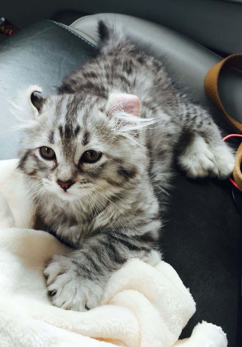 Порода хайлендер Линкс