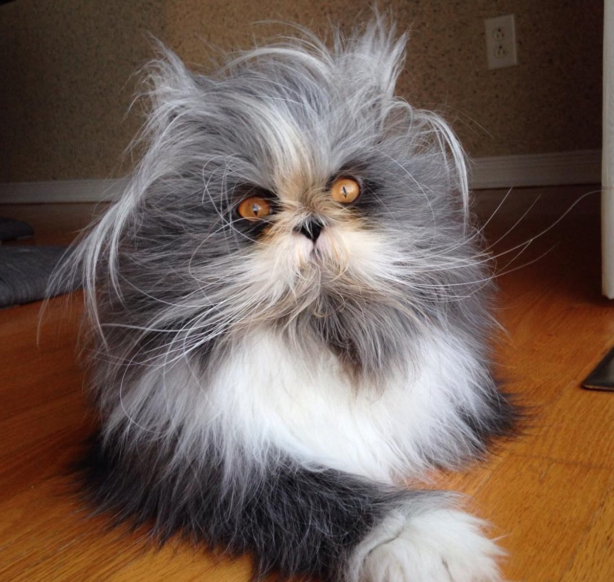 Доброе утро с котами