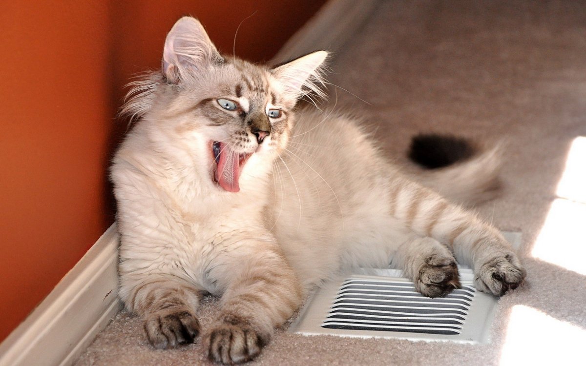 Смешные фотографии с котиками ч