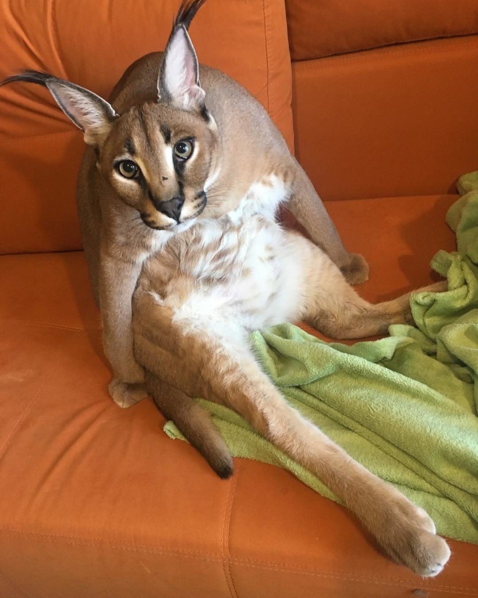 Животные с кошачьими мордами