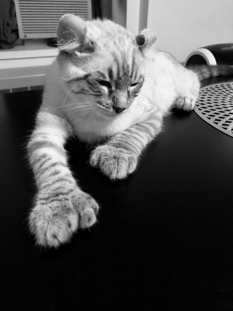 Хайленд Линкс кот