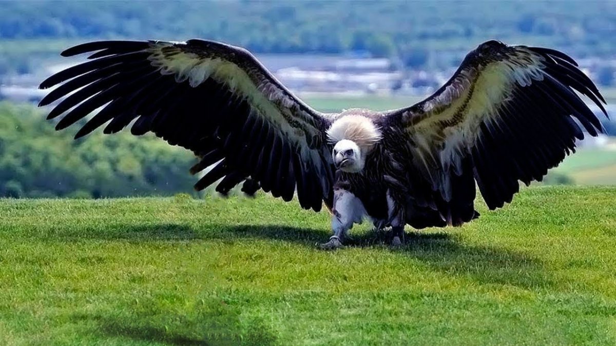 Андский Кондор размах крыльев