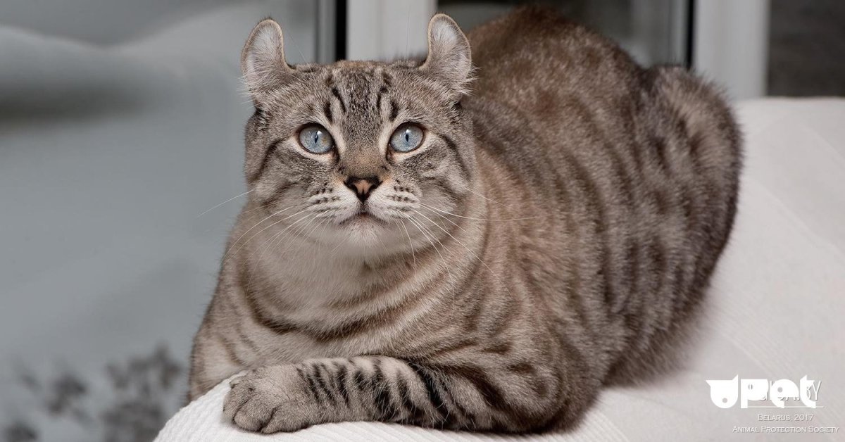 Картинки породы кота хайлендер