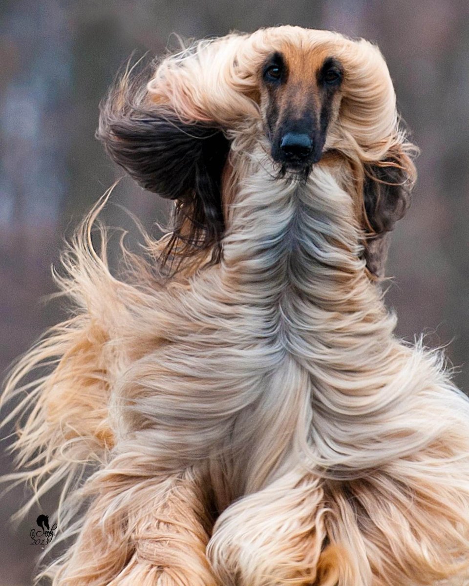 Элегантная собака