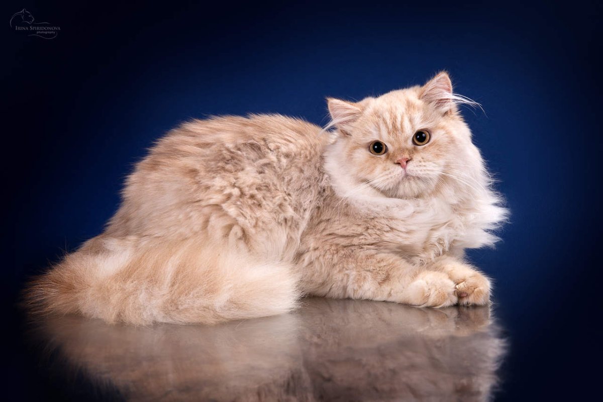 Хайлендер Горец кошка