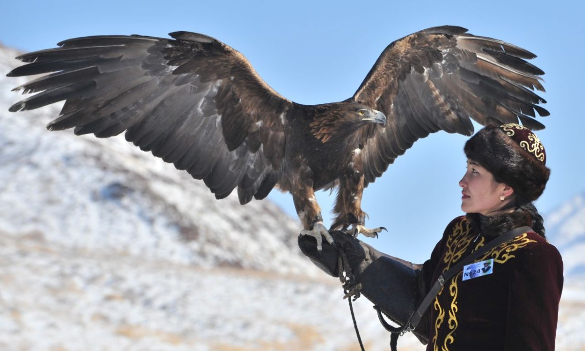 Гарпия и Беркут