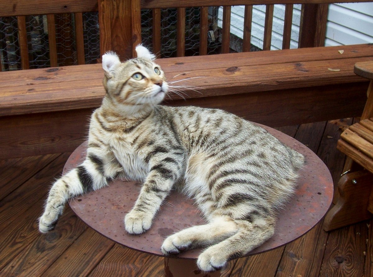 Хайлендер порода кошек