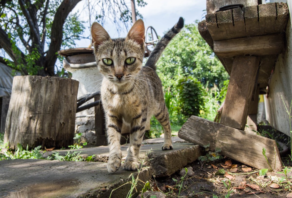 Дезерт Линкс кошка
