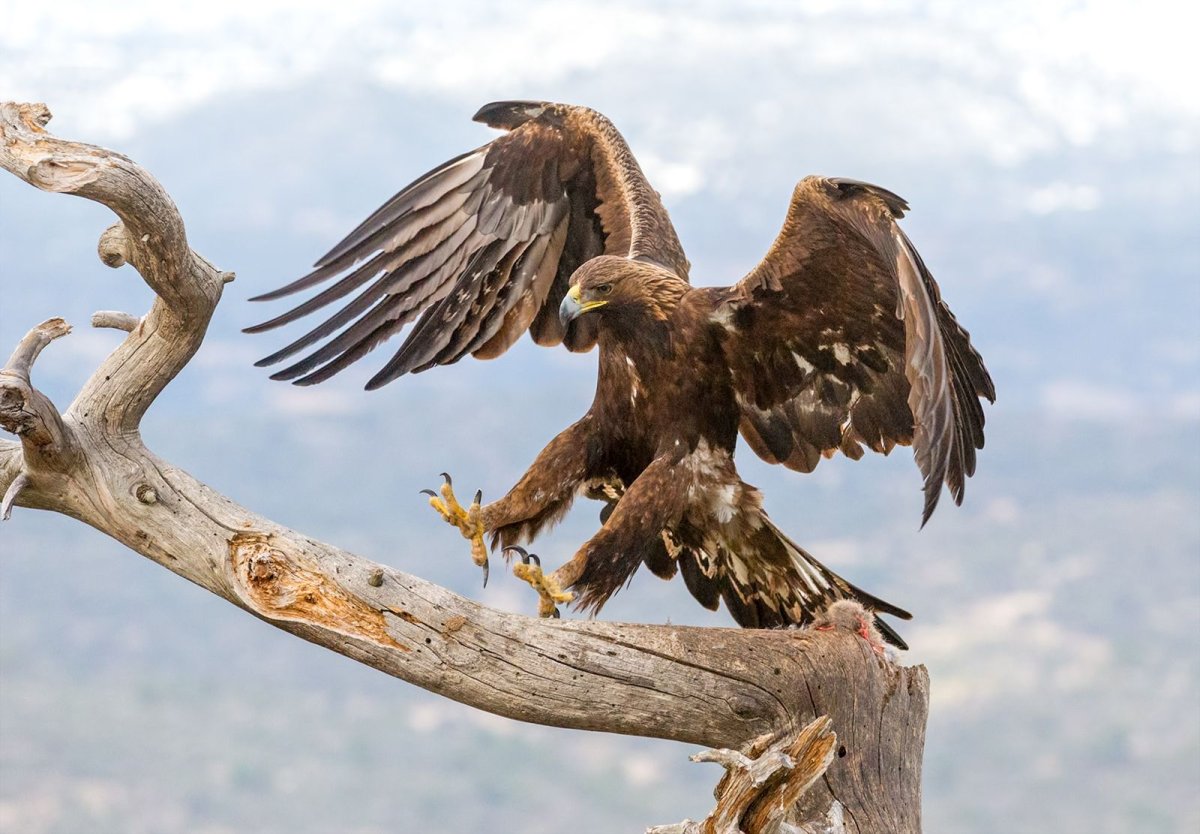 Гарпия и Беркут