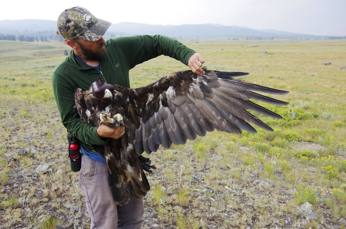 Ястреб Южноамериканская Гарпия
