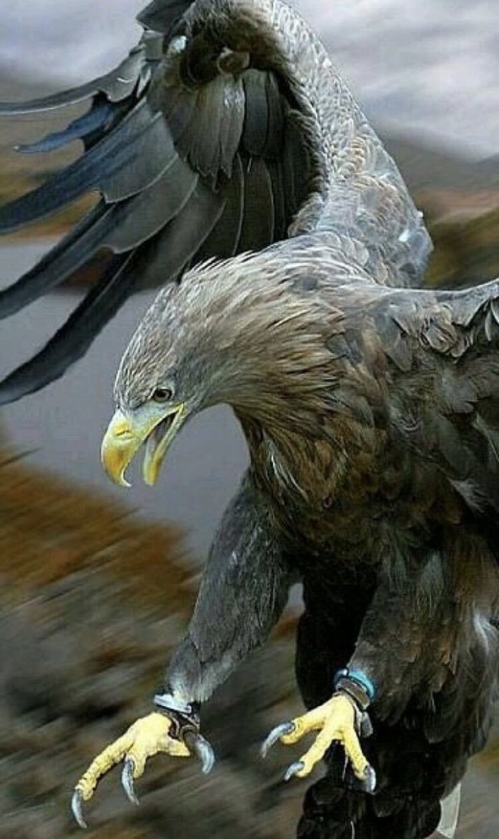 Беркут и Орлан