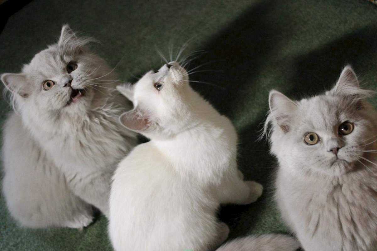 Длинношерстные дворовые кошки