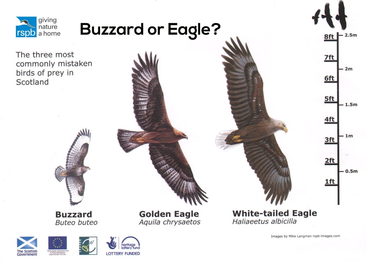 Монгольские воин с Беркутом